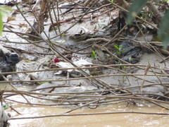 Turdus ignobilis debilis