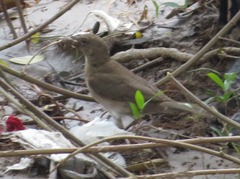 Turdus ignobilis debilis