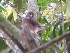 Turdus ignobilis debilis