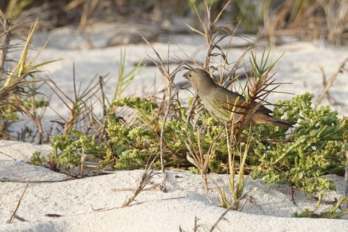 Barbados Bullfinch (Loxigilla barbadensis), photo 3