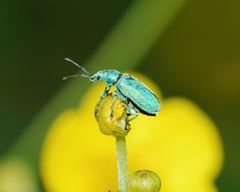 Phyllobius maculicornis
