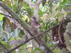 Turdus ignobilis debilis