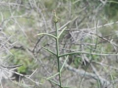 Colletia spinosissima