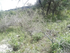 Colletia spinosissima