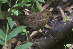 Madagascar Flufftail photo 3