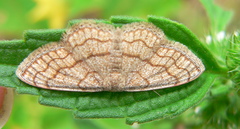 Scopula sinnaria