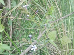 Plumbago caerulea