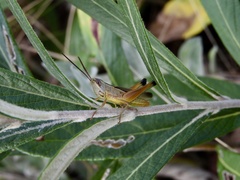Staurorhectus longicornis