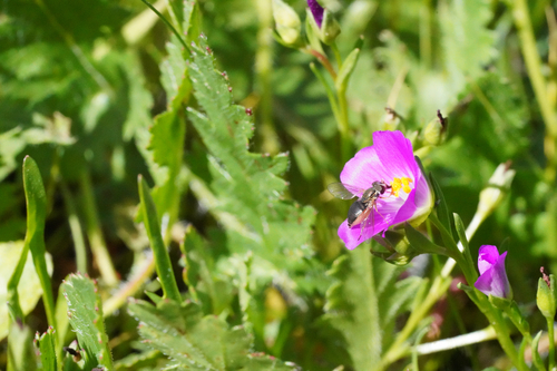 Unknown species found near Scotts Valley, CA, US