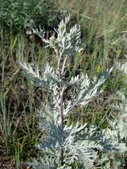 Artemisia messerschmidtiana