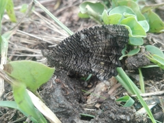 Haywardella edmondsii