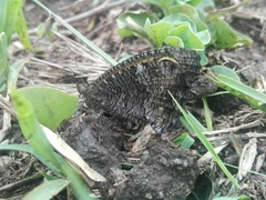 Haywardella edmondsii