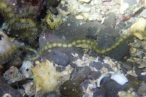 Macrophiothrix longipeda observed 2026-03-02