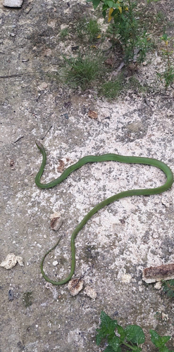 Lichtenstein's Green Racer