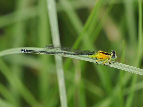 Colourful bluetail photo 2