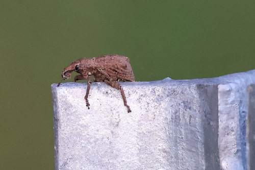 Amnemus quadrituberculatus