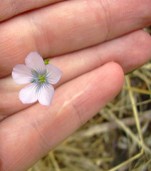 Linum bienne