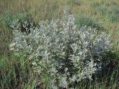 Artemisia messerschmidtiana