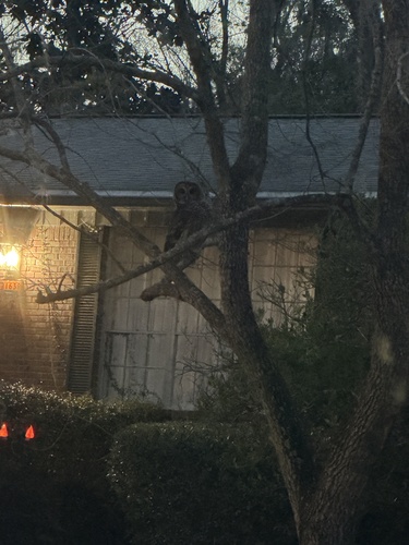 View observation of {o.common_name} on iNaturalist