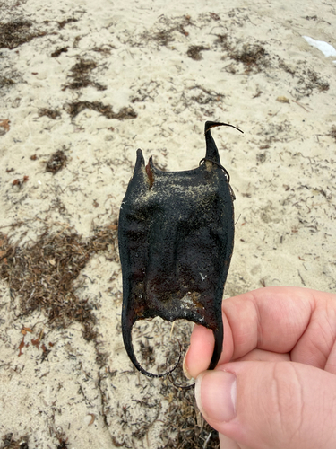 Clearnose Skate photographed in Connecticut