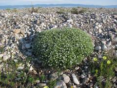 Stellaria dichotoma