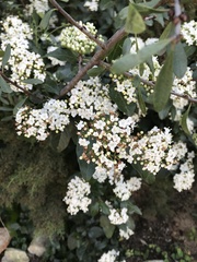 Angiospermae