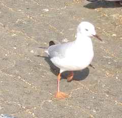 Chroicocephalus genei