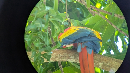 Scarlet macaws