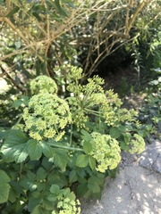 Angiospermae
