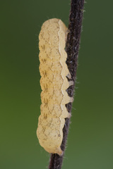 Anaplectoides prasina