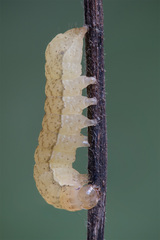 Anaplectoides prasina