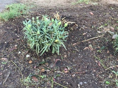 Dianthus caryophyllus