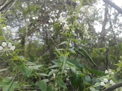 Cleome aculeata