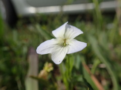 Viola stagnina
