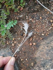 Bromus madritensis