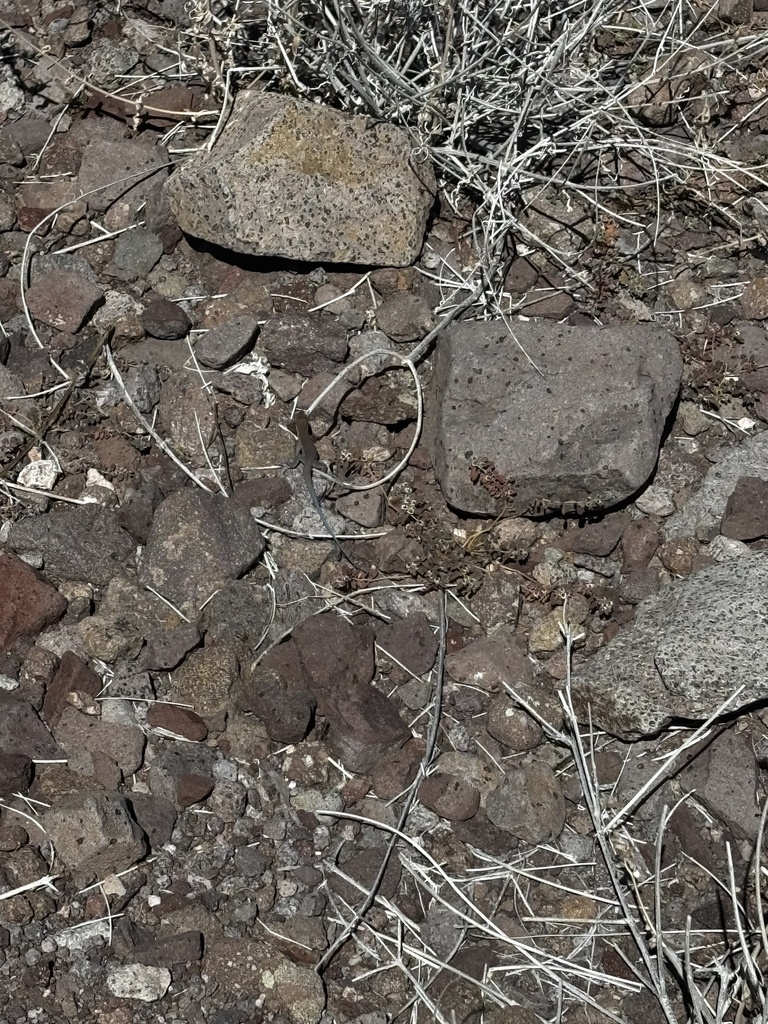 Isla Monserrate Whiptail