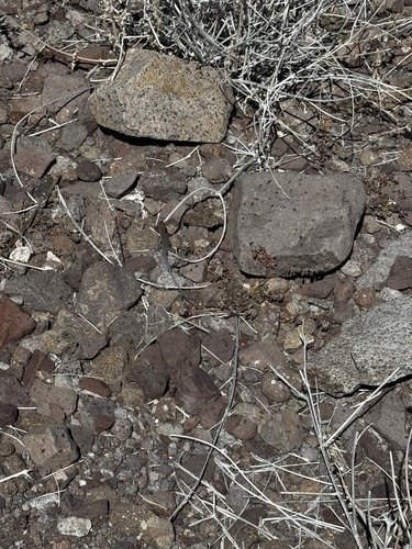Isla Monserrate Whiptail, Aspidoscelis pictus