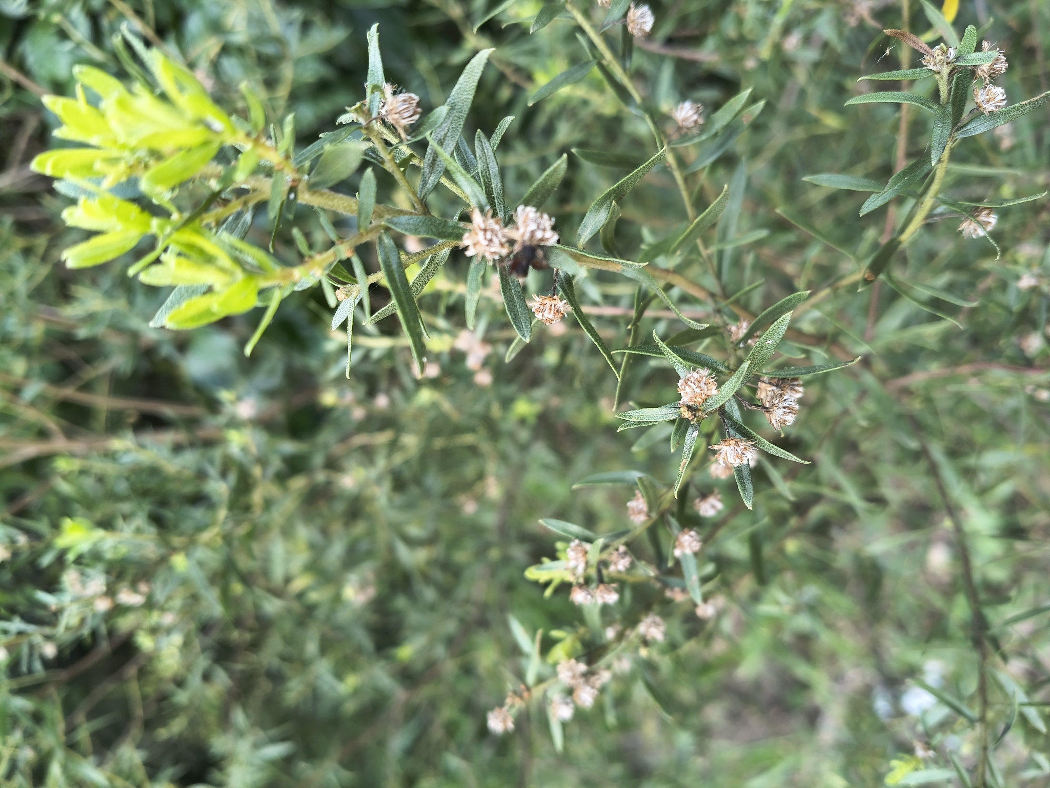 Baccharis dracunculifolia