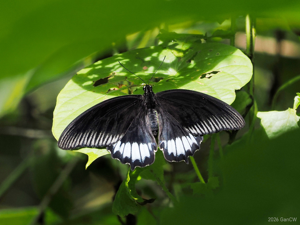 Papilio deiphobus (Papilio deiphobus)