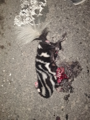 Spilogale angustifrons observed by eduardo_chacon