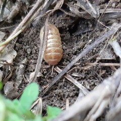 Armadillidium