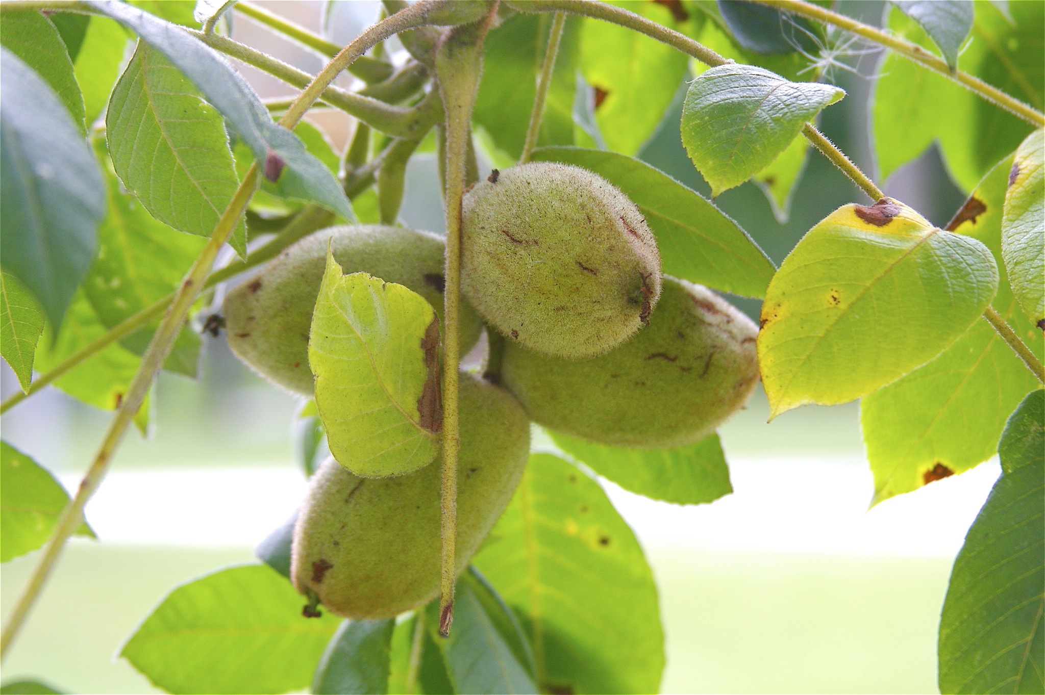 Juglans cinerea