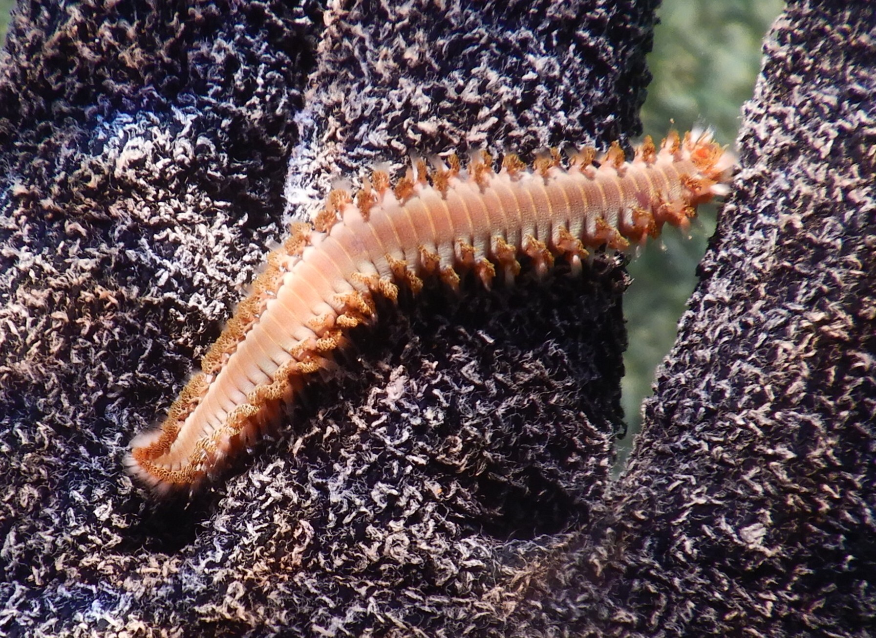 Hermodice carunculata (Pallas, 1766)