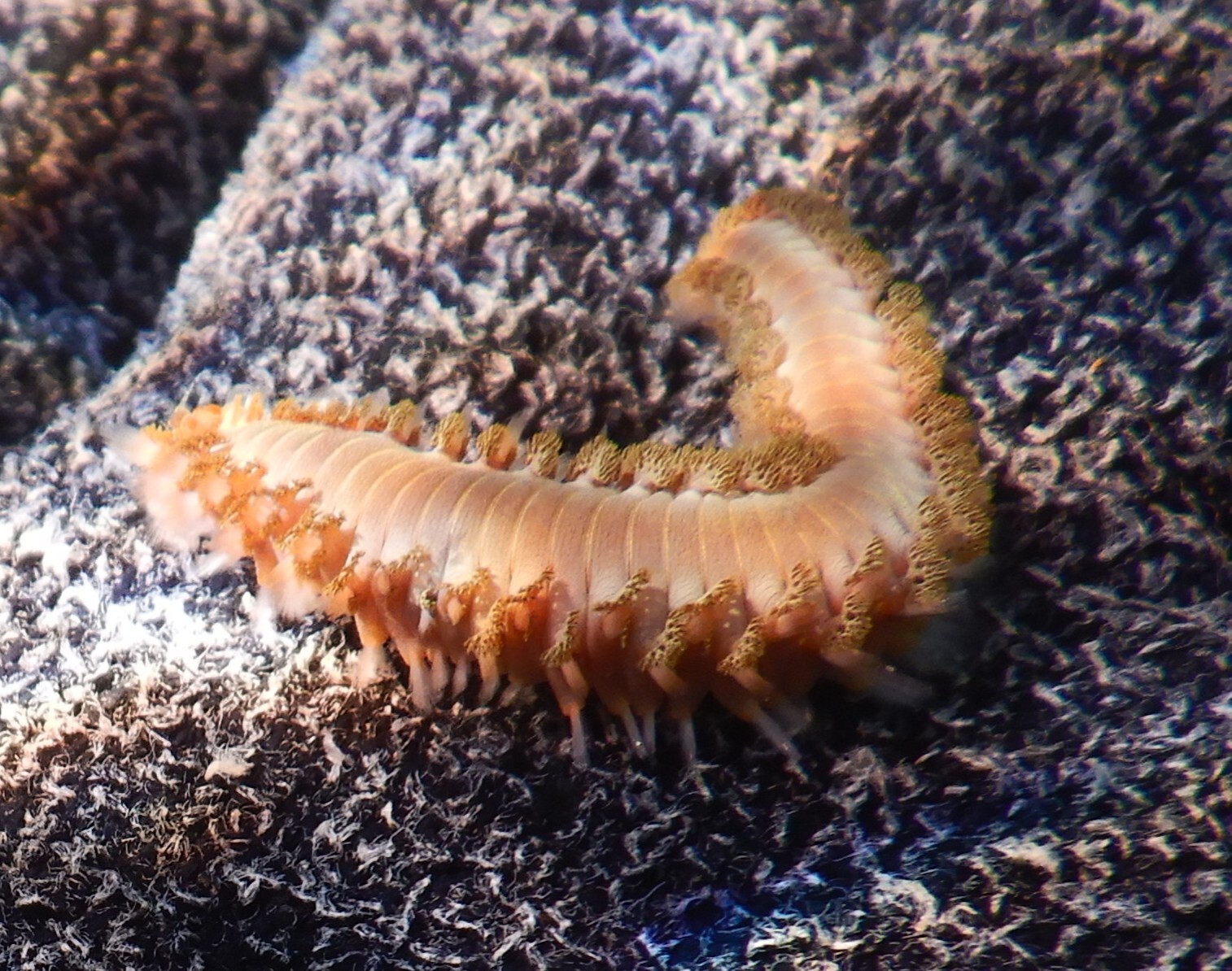 Hermodice carunculata (Pallas, 1766)