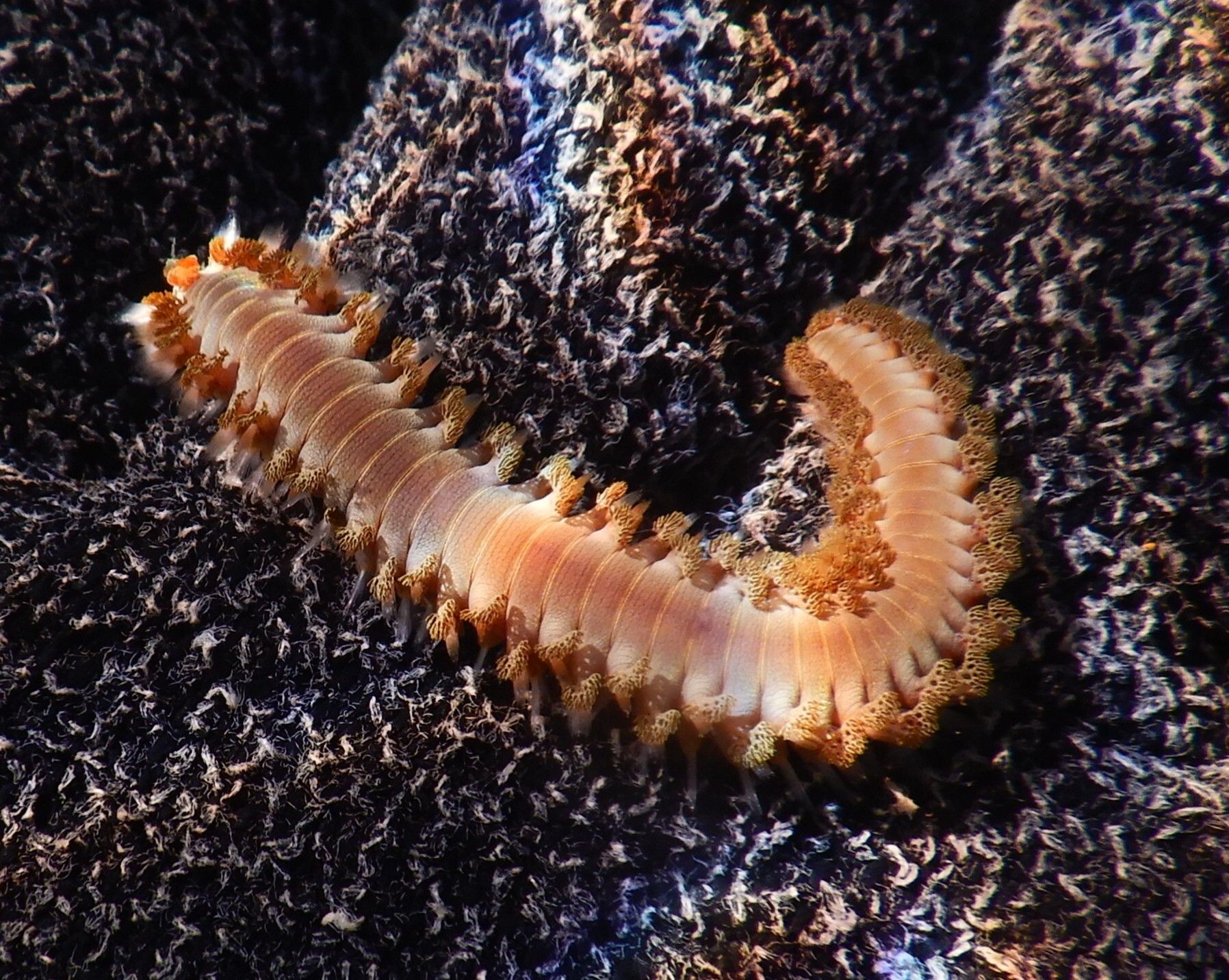 Hermodice carunculata (Pallas, 1766)