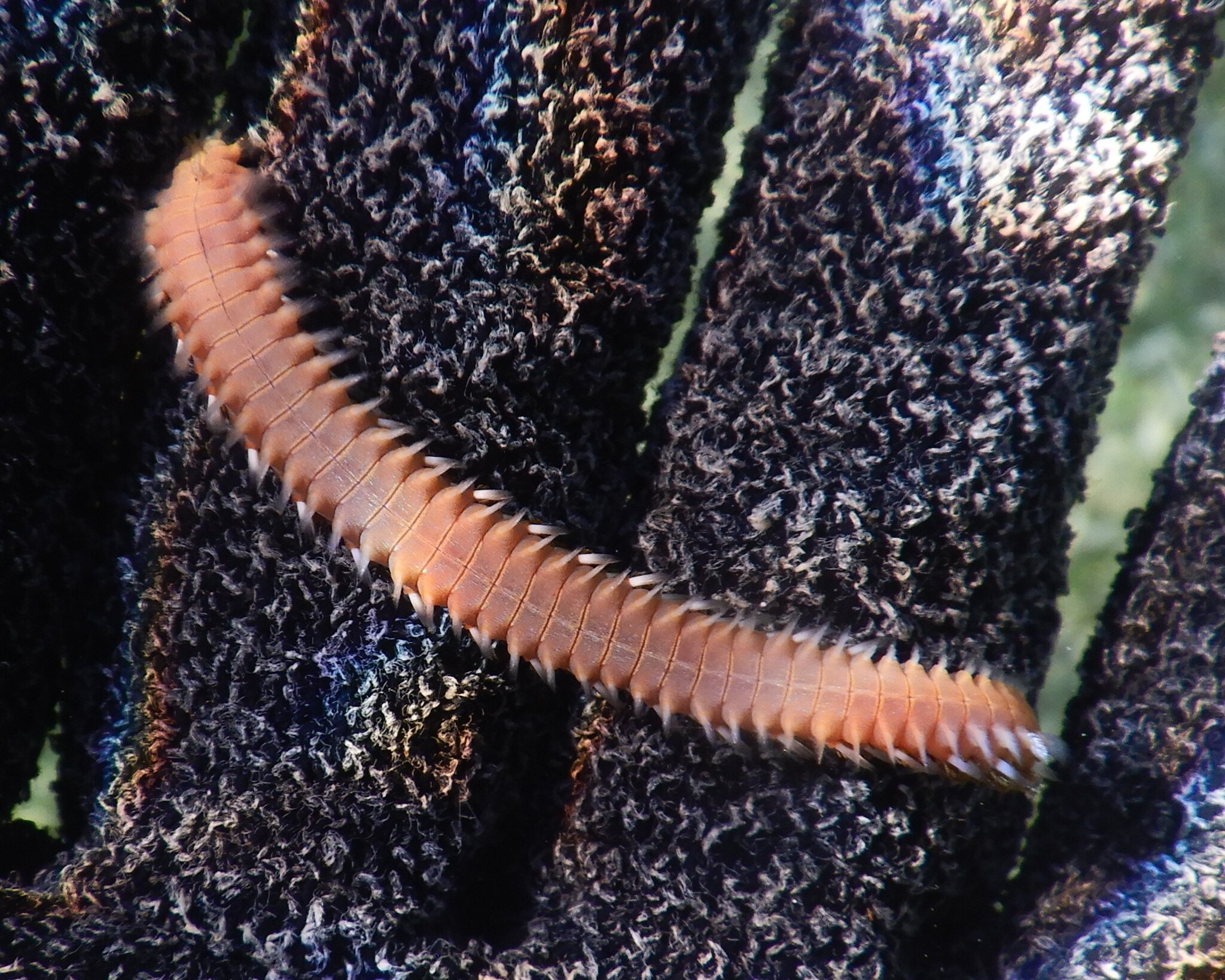 Hermodice carunculata (Pallas, 1766)