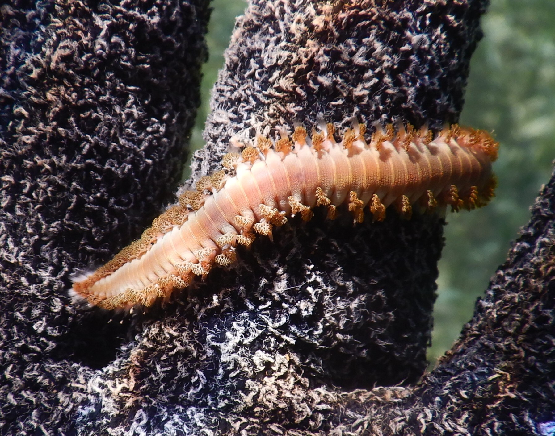 Hermodice carunculata (Pallas, 1766)