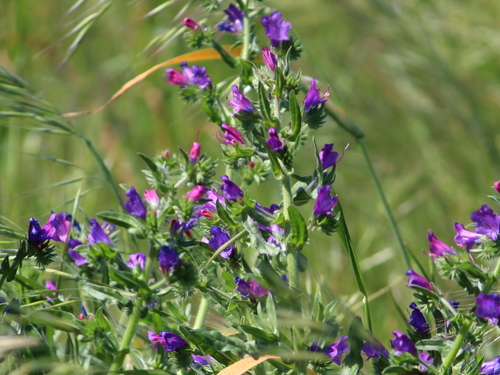 Purple viper's-bugloss