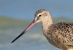 Marbled Godwit photo 5