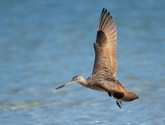 Marbled Godwit photo 4